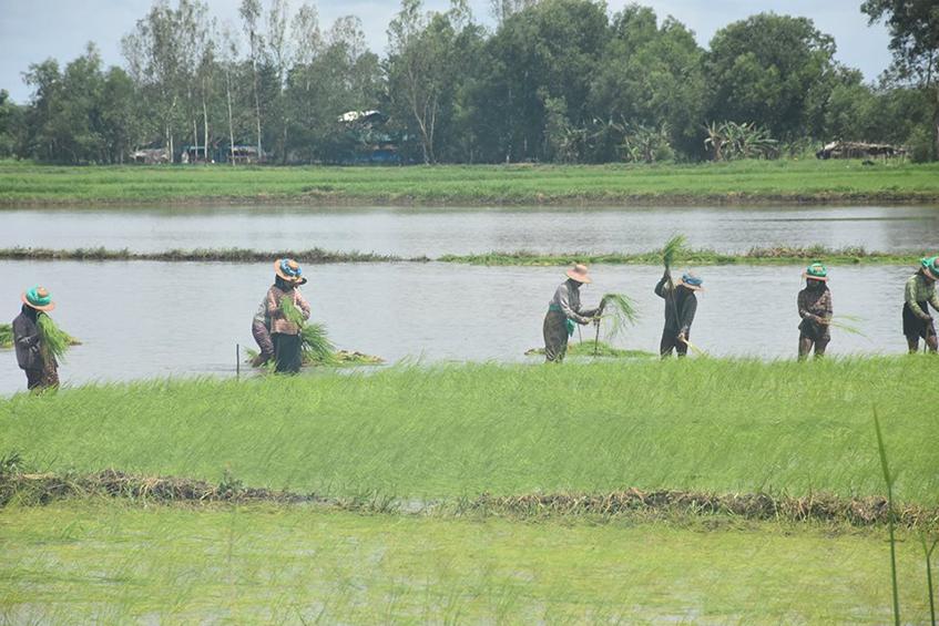 လယ်ယာလုပ်ငန်းခွင်တစ်ခုကို တွေ့ရစဉ် (ဓာတ်ပုံ- မင်းသူဝင်းထွဋ်)