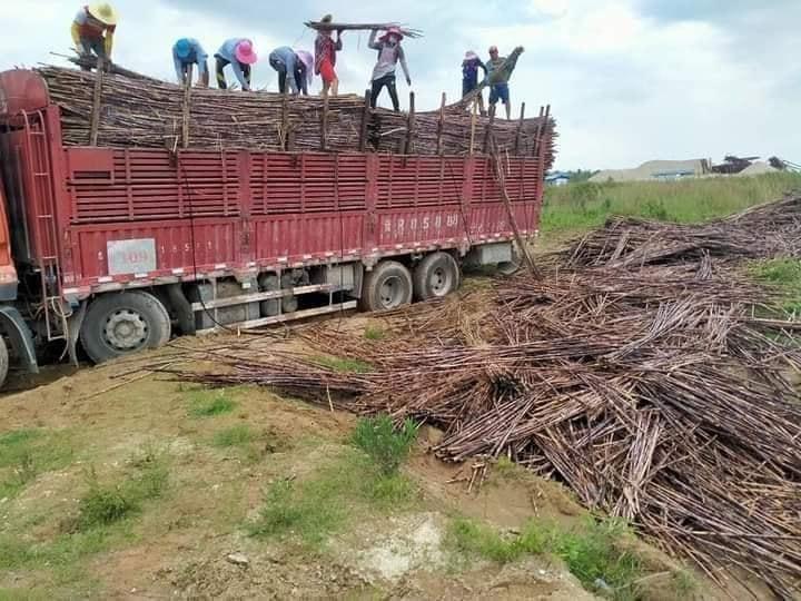 တင်ပို့ခွင့်မရခဲ့သည့် ကြံများကို စွန့်ပစ်နေစဉ်