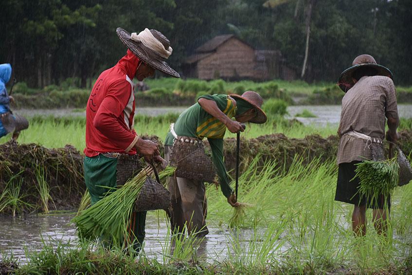 ဧရာဝတီတိုင်းဒေသကြီး ကျေးလက်တစ်ခုတွင် စိုက်ပျိုးရာသီချိန်၌ တောင်သူများ စပါးစိုက်ပျိုးနေစဉ် (ဓာတ်ပုံ-မင်းသူဝင်းထွဋ်)