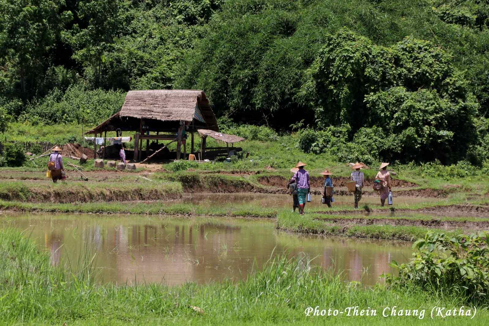 ကသာမြို့နယ်အတွင်းရှိ လယ်ယာလုပ်ငန်းခွင်မှ အပြန် (ဓာတ်ပုံ-သိန်းချောင်း-ကသာ)