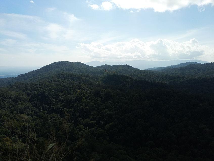ကသာခရိုင် ဗန်းမောက်မြို့နယ်အတွင်းရှိ မိုးသစ်တောများကို တွေ့ရစဉ်