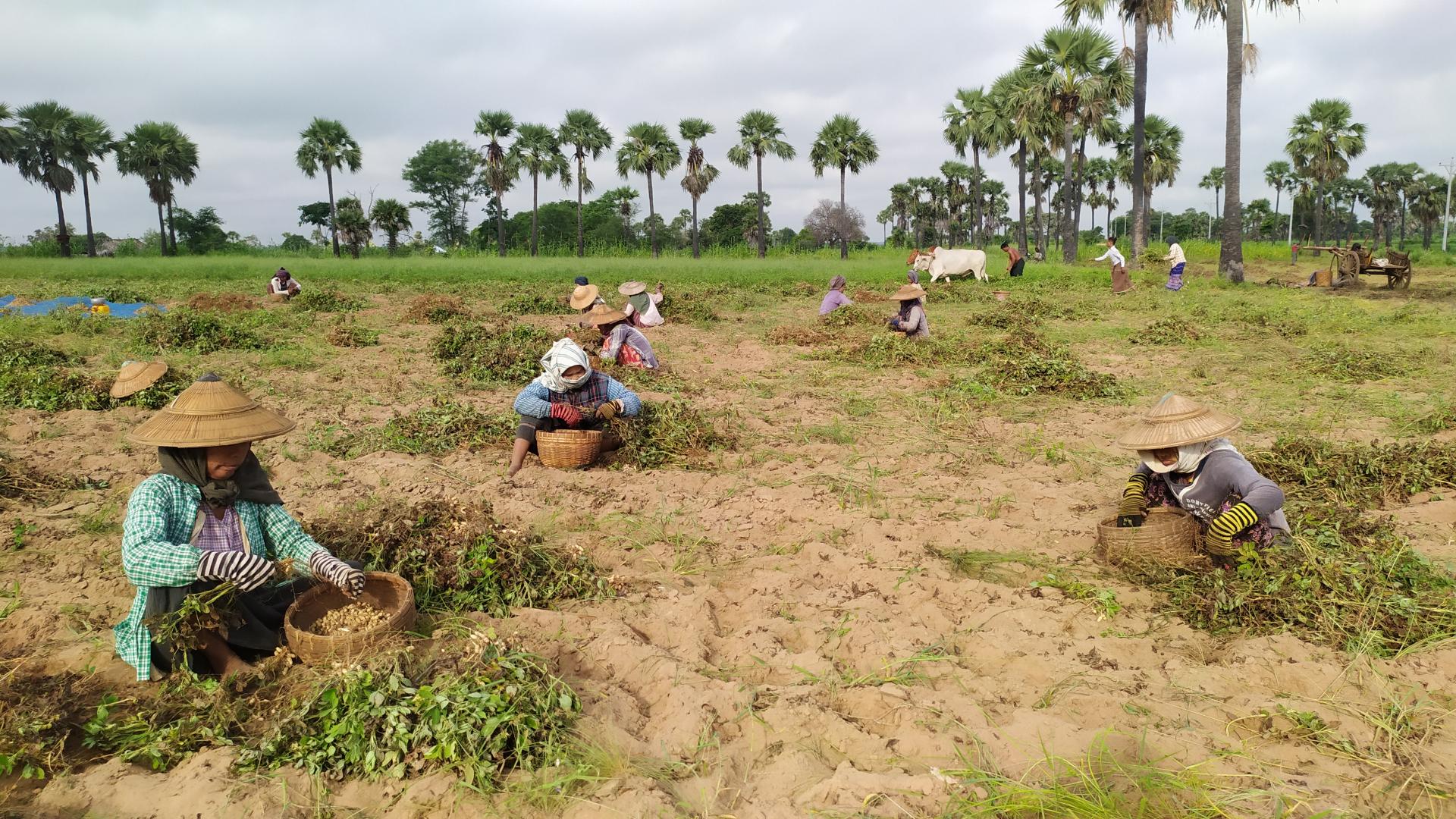 ရေနံချောင်းမြို့နယ် ဥသျှစ်ကုန်းကျေးရွာမှ ပင်ထောင်မြေပဲနုတ်သိမ်းသည့် လုပ်ငန်းခွင်ကို တွေ့ရစဉ် (ဓာတ်ပုံ-အောင်သူငြိမ်း)