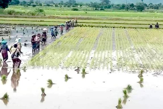 မန္တလေးတိုင်းဒေသကြီးအတွင်းရှိ လယ်ယာလုပ်ငန်းခွင်တစ်ခုကို တွေ့ရစဉ်