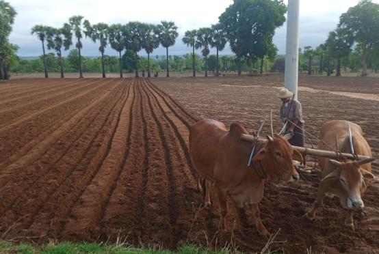 ■Photo:ရေနံချောင်းမြို့နယ်အတွင်း မြေပဲစိုက်ပျိုးနေသည့် လုပ်ငန်းခွင်တစ်ခုကို မေ ၃ ရက်နေ့က တွေ့ရစဉ်