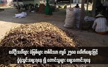 Embedded thumbnail for ပေါ်ဦးပေါ်ဖျား ပဲမြစ်များ တစ်ပိဿာ ကျပ် ၂၅၀၀ ပေါက်ဈေးဖြင့် ပွဲရုံသွင်းဈေးရနေ ၍ တောင်သူများ ဈေးကောင်းရနေ
