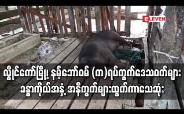 Embedded thumbnail for လွိုင်ကော်မြို့၊ နမ့်ဘော်ဝမ် (က) ရပ်ကွက်ရှိ မွေးမြူရေးဒေသဝက်များ ခန္ဓာကိုယ်အနှံ့ အနီကွက်များထွက်ပြီး သေဆုံးမှုဖြစ်ပွား