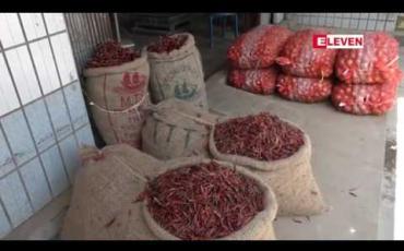 Embedded thumbnail for တောင်သူများ ငရုတ်တိုးမြှင့်စိုက်ပျိုးထားကာ ရာသီချိန်တွင် ဈေးကောင်းရရန် မျှော်လင့်နေ 