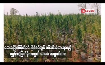 Embedded thumbnail for ဆေးခြောက်စိုက်ခင်းဖြစ်စဉ်တွင် ဖမ်းဆီးခံထားရသည့် ဓာတ်ခွဲခန်းလက်ထောက်အကူဖြစ်သူ မရွှန်းလဲ့မြတ်နိုးအတွက် အာမခံ လျှောက်ထား