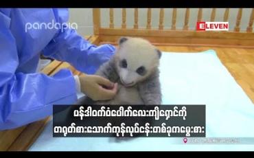 Embedded thumbnail for မီးခိုးရောင်စပ်ကြား ပန်ဒါဝက်ဝံပေါက်လေးကျိရှောင်ကို တရုတ်စားသောက်ကုန်လုပ်ငန်းတစ်ခုက မွေးစား