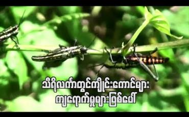Embedded thumbnail for သီရိလင်္ကာတွင်ကျိုင်းကောင်ကျရောက်မှုများဖြစ်ပေါ်နေပြီး အိန္ဒိယနှင့်ပါကစ္စတန်တို့မှကျိုင်းကောင်းများ လည်းရောက်လာနိုင်ဟုဆို 