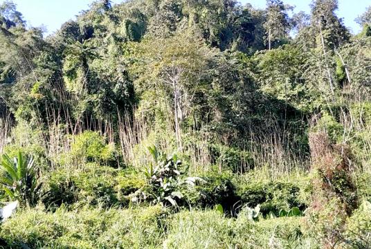  ခန္တီးရတနာနယ်မြေ နမ်ခမာချောင်းဖျားဒေသ တစ်နေရာကို တွေ့ရစဉ်