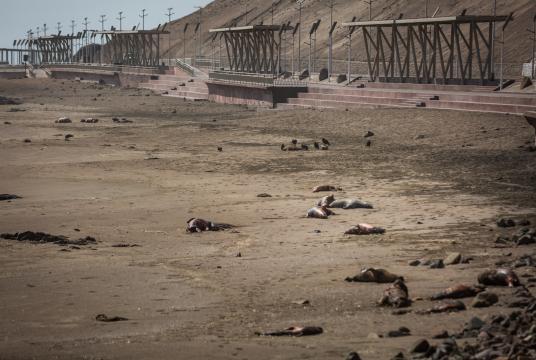 ဧပြီ ၁ ရက်က ချီလီနိုင်ငံ အာရီကာ ကမ်းခြေပေါ်တွင် သေဆုံးနေသည့် ပင်လယ်ဖျံများကို တွေ့ရစဉ် (Photo – AFP)