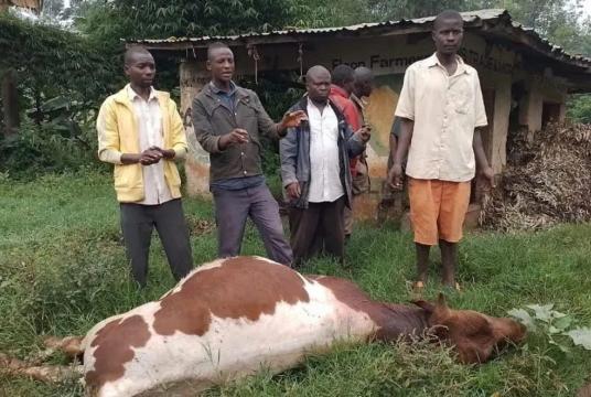 မေလက ယူဂန်ဒါနိုင်ငံတွင် ထောင့်သန်းရောဂါကြောင့် သေဆုံးနေသည့် နွားတစ်ကောင်နှင့် ဒေသခံများကို တွေ့ရစဉ်