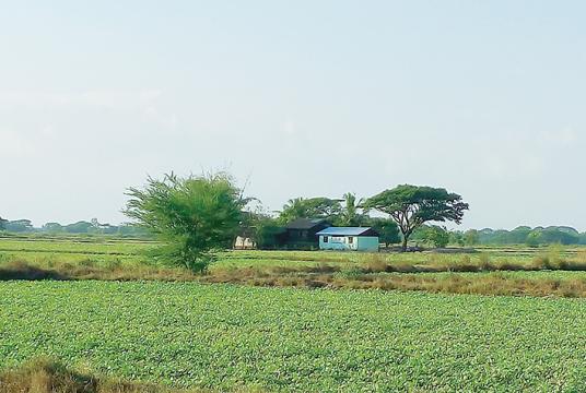 ရန်ကုန်တိုင်းဒေသကြီး သုံးခွမြို့နယ်အတွင်းရှိ ပဲစိုက်ခင်းများကို တွေ့ရစဉ် (ဓာတ်ပုံ-နီလာ)
