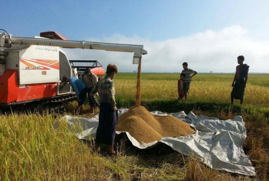 ရသေ့တောင်မြို့နယ်အတွင်း စပါးရိတ်သိမ်းခြွေလှေ့စက်ဖြင့် ရိတ်သိမ်းနေပုံကို ယခင်နှစ်က တွေ့ရစဉ်