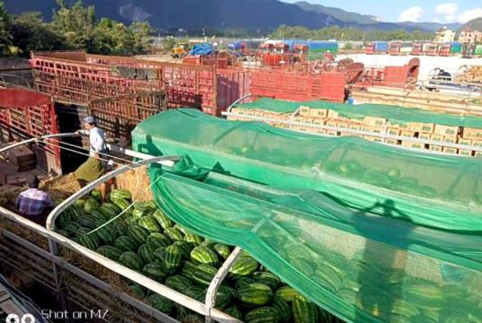 တရုတ်သို့ တင်ပို့မည့် ဖရဲသီးများကို တွေ့ရစဉ်