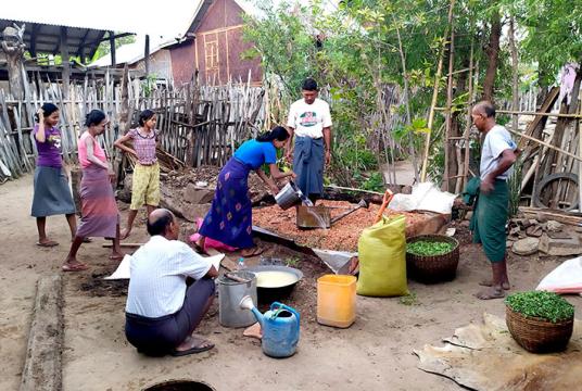 ​​​​​​​​ရေနံ​ချောင်​းမြို့နယ်​ ဥသျှစ်​ကုန်​း​ကျေးရွာမှ ​တောင်​သူများ သဘာဝမြေသြဇာ ပြုလုပ်​​နေစဉ်