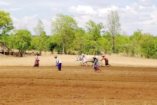 မကွေးတိုင်းဒေသကြီး နတ်မောက်မြို့နယ်အတွင်း မြေပဲစိုက်ပျိုးနေသည့် လုပ်ငန်းခွင်ကို တွေ့ရစဉ်