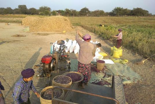 မြန်မာပြည် အထက်ပိုင်းရှိ လယ်ယာလုပ်ငန်းခွင် တစ်ခုကို တွေ့ရစဉ် (ဓာတ်ပုံ-မဖေငြိမ်း)
