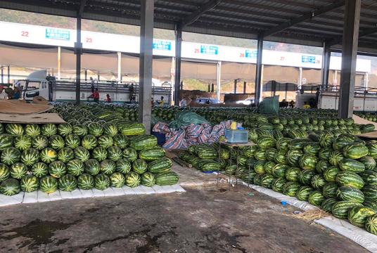 မြန်မာဘက်က တင်ပို့ရောင်းချထားသည့် ဖရဲ၊ သခွားသီးများ တရုတ်နိုင်ငံ ဝမ်တိန်သစ်သီးကွင်း၌ ရောင်းမရဘဲစုပြုံနေသည်ကို ဖေဖော်ဝါရီ ၁ ရက်က တွေ့ရစဉ် (ဓာတ်ပုံ-ထွန်းနေလှိုင်)