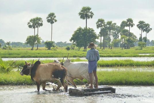 စပါးစိုက်တောင်သူများ၏ လယ်ယာလုပ်ငန်းခွင်တစ်ခုကို တွေ့ရစဉ်