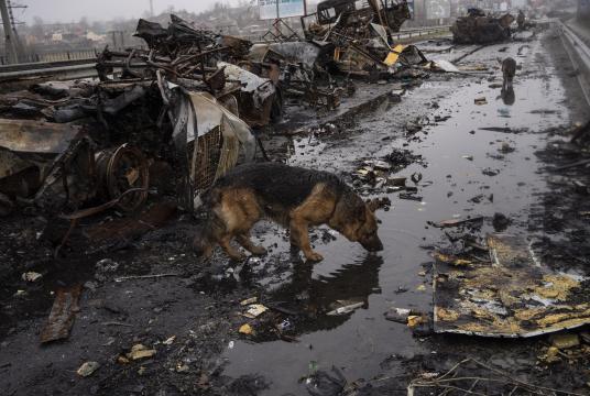 ယူကရိန်းနိုင်ငံ ဘူခါမြို့တွင် ဧပြီ ၃ ရက်က ရုရှား သံချပ်ကာကားအပျက်အစီးများအကြား ခွေးတစ်ကောင် ရေသောက်နေစဉ် (Photo:AP)