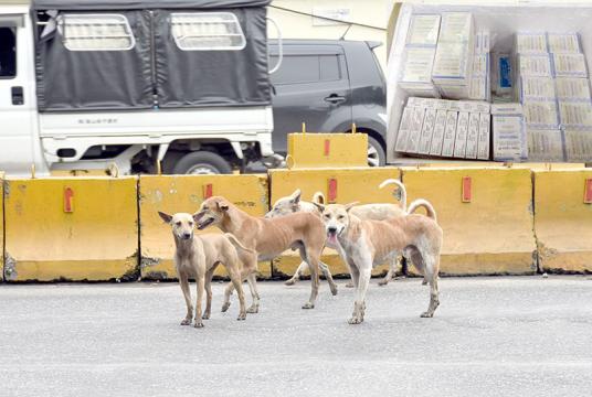 ခွေးရူးပြန်ရောဂါ ကာကွယ်ဆေးများ (ပုံသေး)၊ လမ်းပေါ်သွားလာနေသော ခွေးများကို တွေ့ရစဉ် (ပုံကြီး)