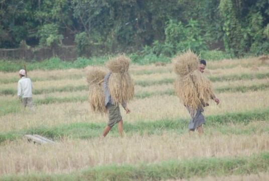  ကသာခရိုင်အတွင်းက တောင်သူများ မိုးစပါးရိတ်သိမ်းနေကြစဉ် (ဓာတ်ပုံ-ငွေအိုး (ကသာ) )