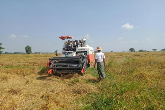 ပေါင်းတည်မြို့နယ်အတွင်း ၂၀၁၉ ခုနှစ် မိုးစပါးရိတ်သိမ်းသည့် လယ်ယာလုပ်ငန်းခွင်တစ်ခုကို တွေ့ရစဉ် (ဓာတ်ပုံ- ဇေယျာငြိမ်း)