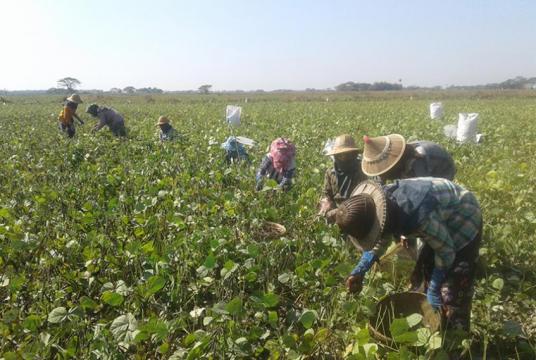 ပဲခူးတိုင်းဒေသကြီးအတွင်း စိုက်ပျိုးထားသော ပဲတီစိမ်းစိုက်ခင်းများကို တွေ့ရစဉ်(ဓာတ်ပုံ-မောင်အေး)