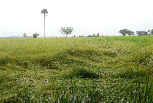 ပေါင်းတည်မြို့နယ်အတွင်းမှ စပါးခင်းတစ်ခုကို မိုးဆက်တို်က်ရွာမှုကြောင့် စပါးပင်များ မလဲခင်က တွေ့ရစဉ်