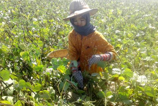 ပဲစိုက်တောင်သူများ၏ လုပ်ငန်းခွင်တစ်ခုကိုတွေ့ရစဉ်