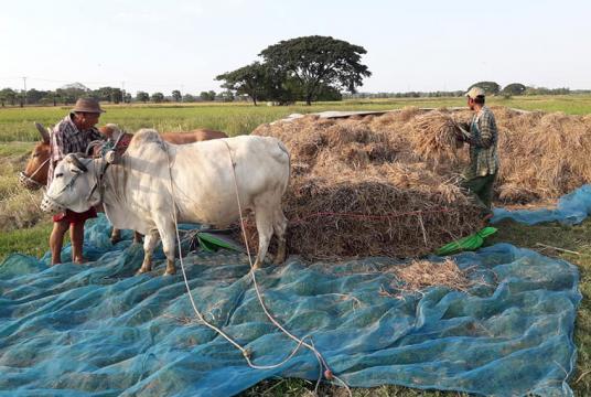 တောင်သူများ၏ လယ်ယာလုပ်ငန်းခွင်တစ်ခုကို တွေ့ရစဉ်