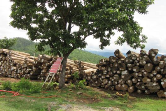 သစ်အခြေခံ စက်မှုလုပ်ငန်းများ ဆောင်ရွက်နိုင်ရန် ဖြန့်ဖြူးပေးမည့် သစ်လုံးအချို့ကို ကယားပြည်နယ်တွင် တွေ့ရစဉ် (ဓာတ်ပုံ-ကြည်နိုင်)