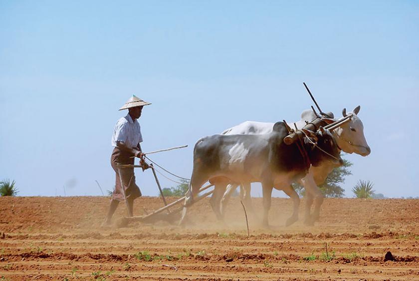 မြိုင်မြို့နယ်အတွင်း သီးနှံစိုက်ပျိုးရန် ထွန်ယက်နေစဉ်