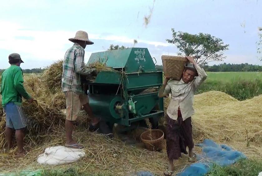 ဧရာဝတီတိုင်းဒေသကြီးအတွင်းရှိ လယ်ယာလုပ်ငန်းခွင်တစ်ခုကို တွေ့ရစဉ် (ဓာတ်ပုံ-မင်းသူဝင်းထွဋ်)