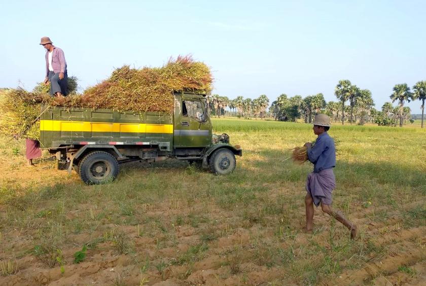 မြိုင်မြို့နယ်အတွင်း နှမ်းရိတ်သိမ်းနေသည့် တောင်သူများကို တွေ့ရစဉ်