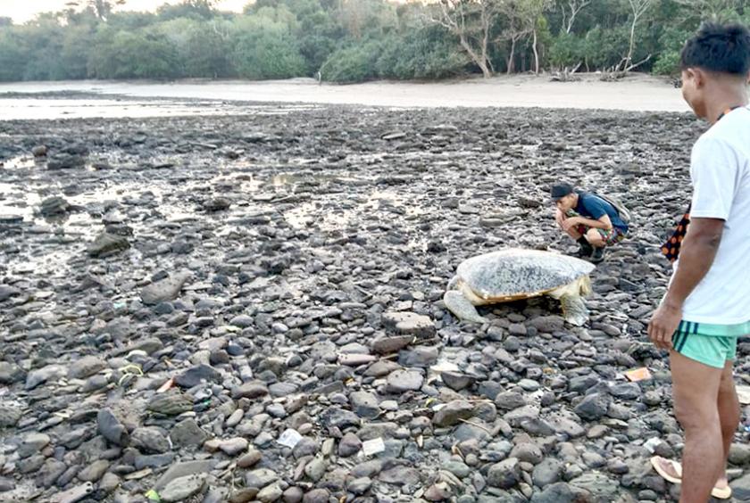 သမီးလှကျွန်း (လိပ်ကျွန်း) တွင် လာရောက်ဥချသည့် လိပ်တစ်ကောင်ကို တွေ့ရစဉ်