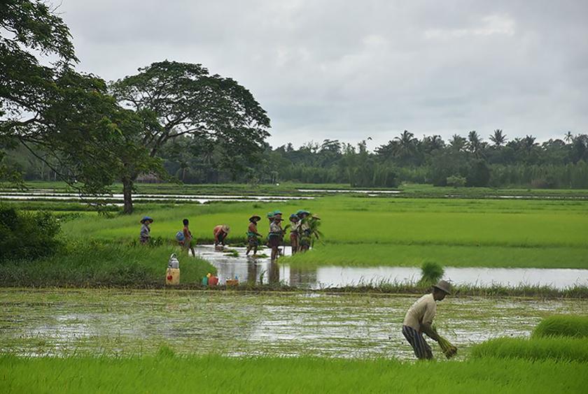 ဧရာဝတီတိုင်းဒေသကြီးရှိ လယ်ယာ လုပ်ငန်းခွင်တစ်ခုကို တွေ့ရစဉ် (ဓာတ်ပုံ- မင်းသူဝင်းထွဋ်)