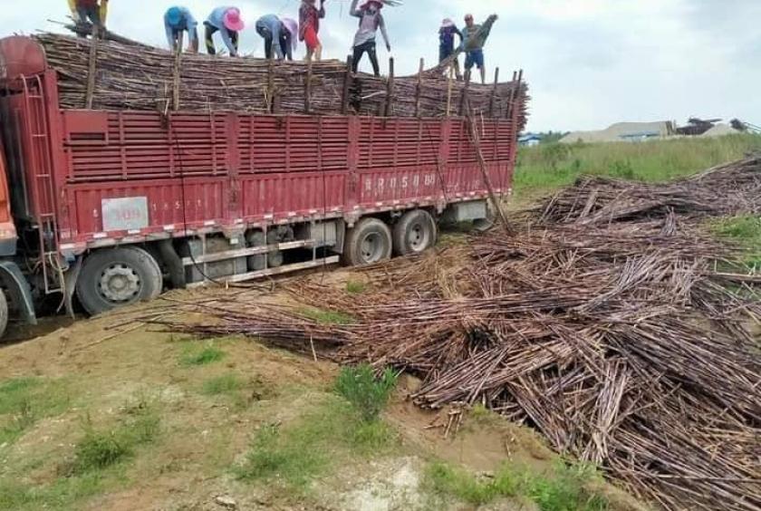 တရုတ်နိုင်ငံသို့ တင်ပို့ခွင့်မရသည့် ကြံများကို စွန့်ပစ်နေကြစဉ်