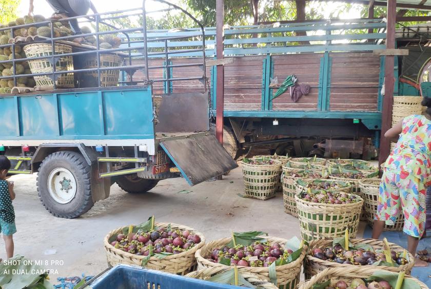 သံတောင်ကြီးဒေသထွက် ဒူးရင်းသီးများနှင့် မင်းကွတ်သီးများကို တောင်ငူမြို့မှတစ်ဆင့် အနယ်နယ်အရပ်ရပ်သို့ တင်ပို့ရောင်းချရန် ပြင်ဆင်နေစဉ်