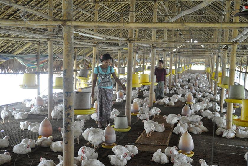 တစ်နိုင်တစ်ပိုင်မွေးမြူထားသည့် ကြက်မွေးမြူရေးခြံတစ်ခုအတွင်းရှိ ကြက်များကို တွေ့ရစဉ်