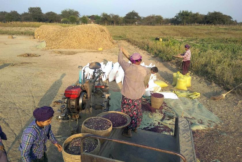 မြန်မာနိုင်ငံအလယ်ပိုင်းရှိ ပဲလုပ်ငန်းခွင်တစ်ခုကို တွေ့ရစဉ်