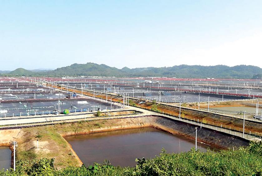  တနင်္သာရီတိုင်းဒေသကြီးအတွင်းရှိ ပုစွန်မွေးမြူရေးလုပ်ငန်းတစ်ခုကို တွေ့ရစဉ်