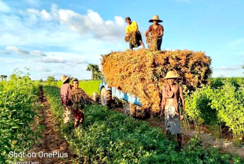 ပခုက္ကူမြို့နယ်အတွင်း မြေပဲနုတ်သိမ်းနေသည့် တောင်သူများကို တွေ့ရစဉ် (ဓာတ်ပုံ- Nyunt Lwin)
