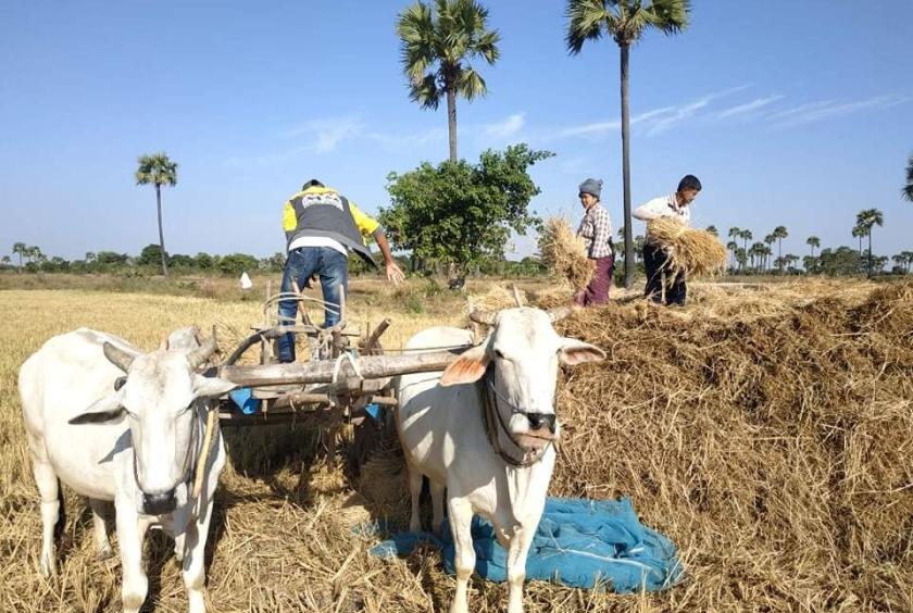 ရွှေဘိုခရိုင်အတွင်း ရိတ်သိမ်းပြီးမိုးစပါးများ စက်ဖြင့်ခြွေလှေ့ရန် သယ်ဆောင်နေစဉ်