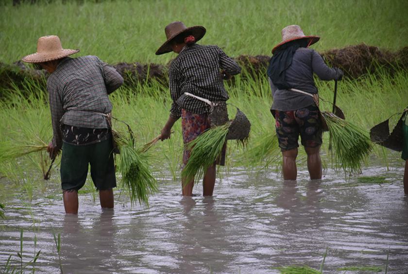 ဧရာဝတီတိုင်းဒေသကြီးရှိ လယ်ယာလုပ်ငန်းခွင်တစ်ခုအား တွေ့ရစဉ်