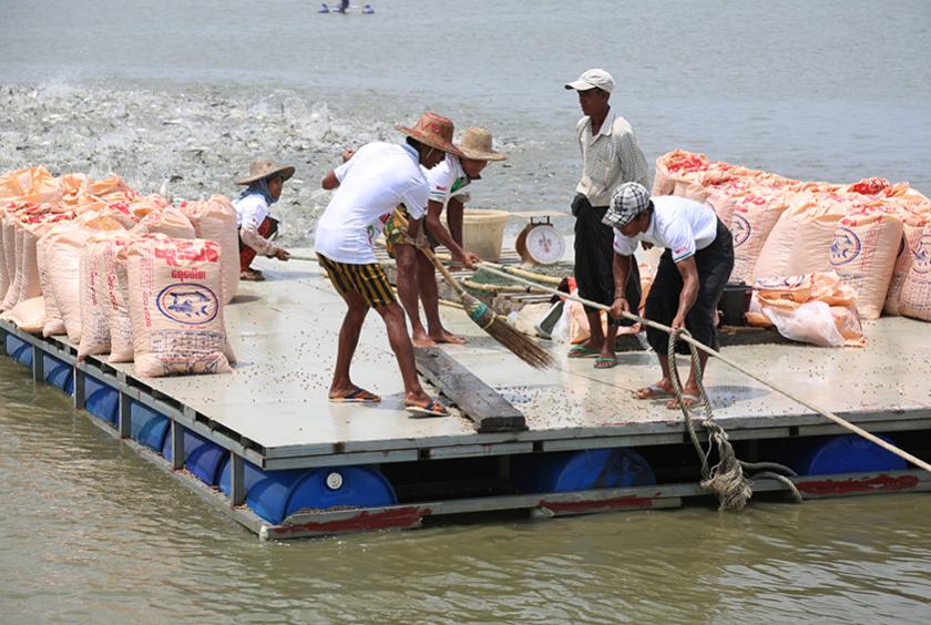 ပန်းတနော်မြို့နယ်ရှိ ငါးတန်မွေးမြူရေး လုပ်ငန်းခွင် တစ်ခုအား တွေ့ရစဉ် (ဓာတ်ပုံ-ကြည်နိုင်)