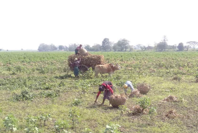 ဟုမ္မလင်းမြို့နယ်တွင်  တောင်သူများ မြေထောက်ပဲရိတ်သိမ်းနေသည်ကို တွေ့ရစဉ်(ဓာတ်ပုံ- မဖေငြိမ်း)