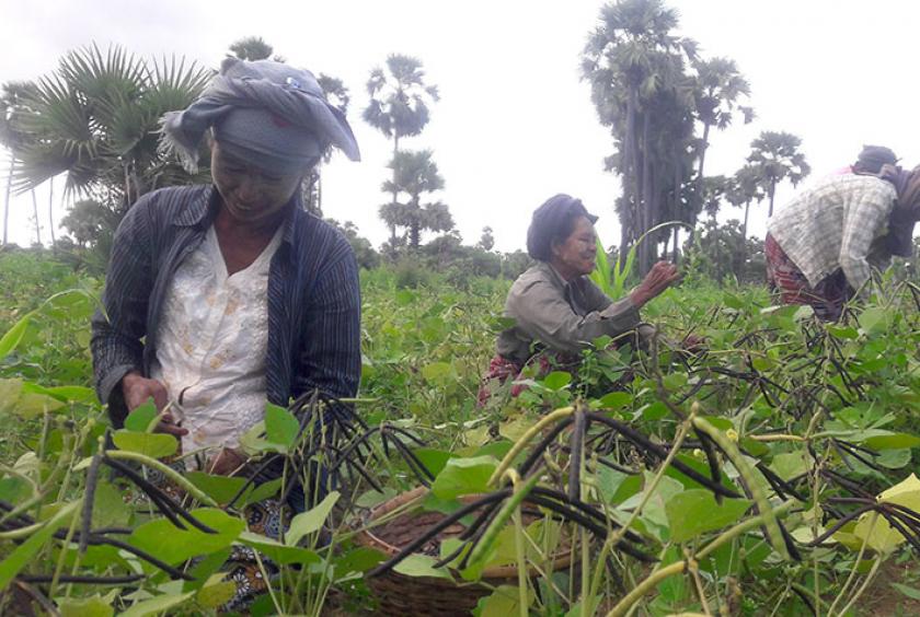 ချောက်မြို့နယ်အတွင်း ပဲတီစိမ်းဆွတ်ခူးသည့် လုပ်ငန်းခွင်တစ်ခုကို တွေ့ရစဉ်